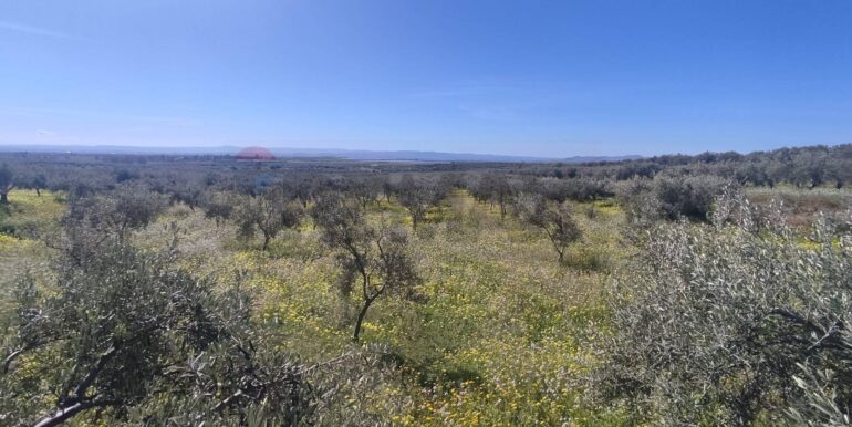 20250307150415-934464-12