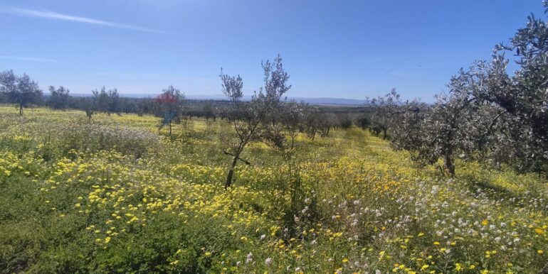 20250307150420-934464-15