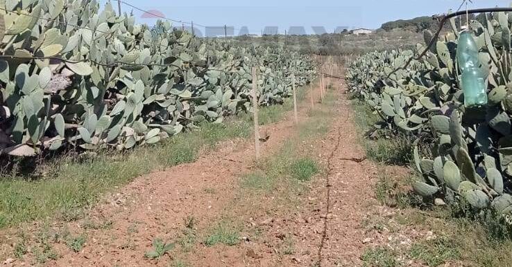 20250605112600-955711-4