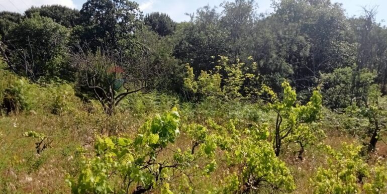 20250609155530-956397-12