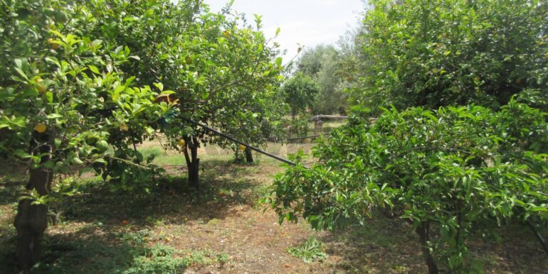 2025062481947-959999-5