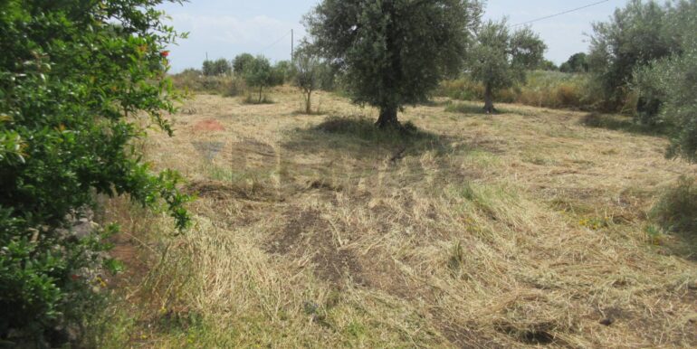 2025062481950-959999-6