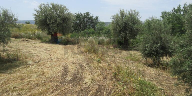 2025062481952-959999-7