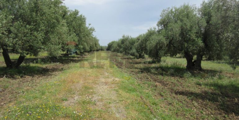 2025062482017-959999-17