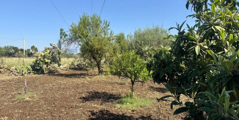 2025070395616-964325-3