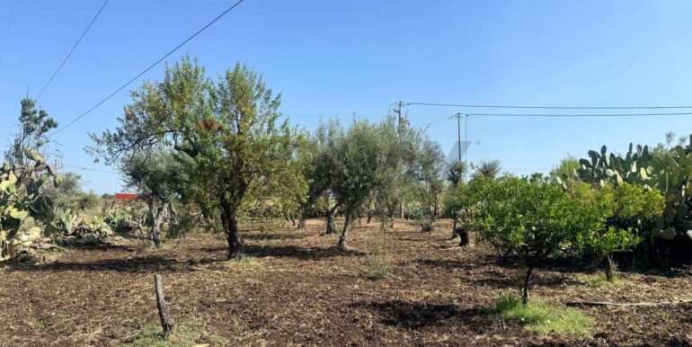 2025070395619-964325-5