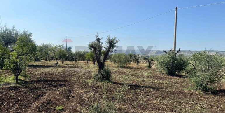 2025070395630-964325-11