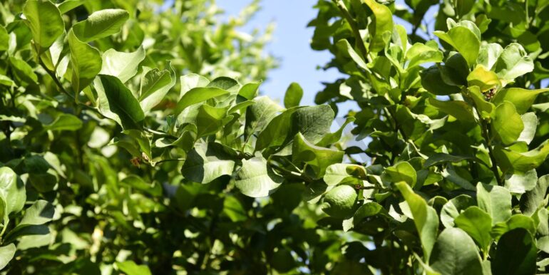 20250714105123-965779-22