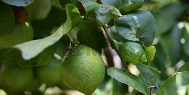 20250714105130-965779-24