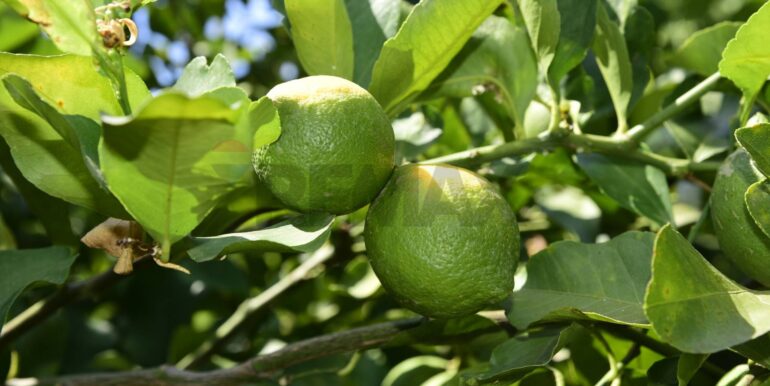 20250714105133-965779-25