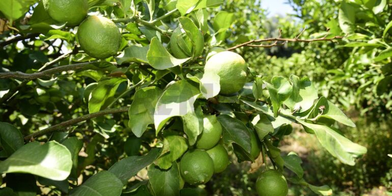 20250714105136-965779-26