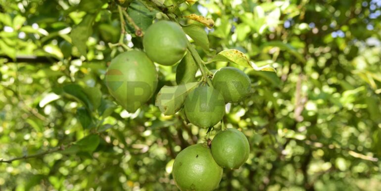 20250714105146-965779-29