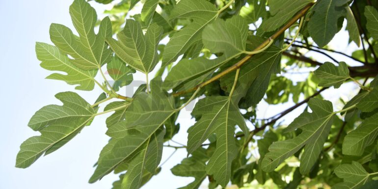 20250714105153-965779-31