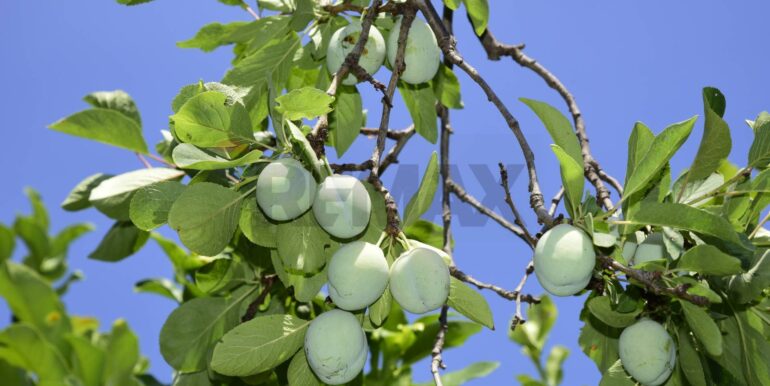 20250714105159-965779-33