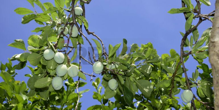 20250714105203-965779-34