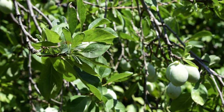 20250714105213-965779-37