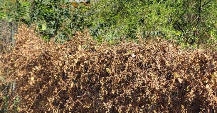 20250730120755-972158-5