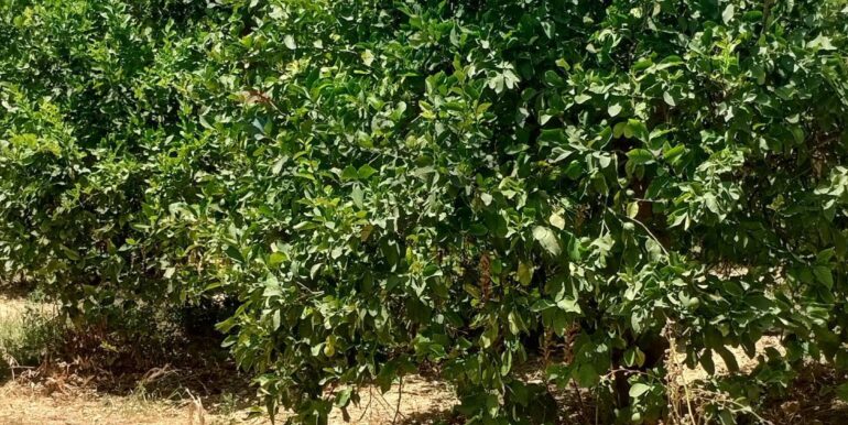 20250806135636-973365-11