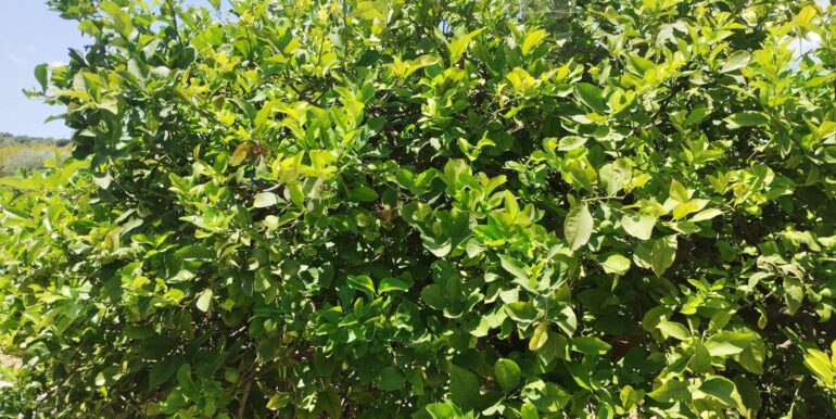 20250806135935-973365-19