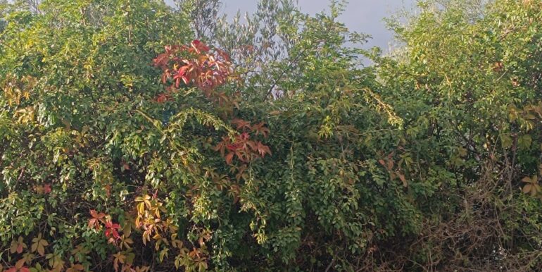 20250930164821-990450-9