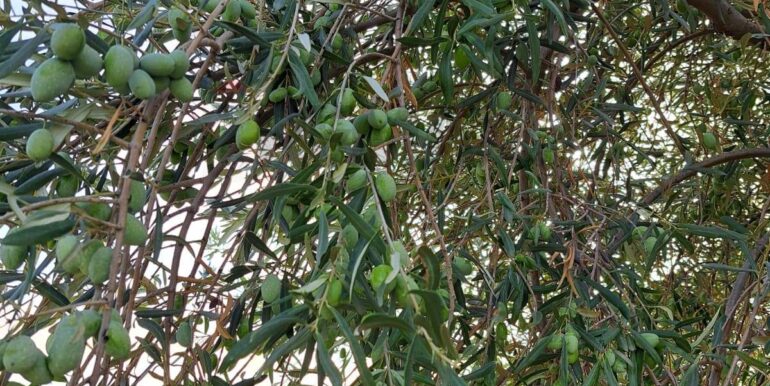 20251018194410-994422-1