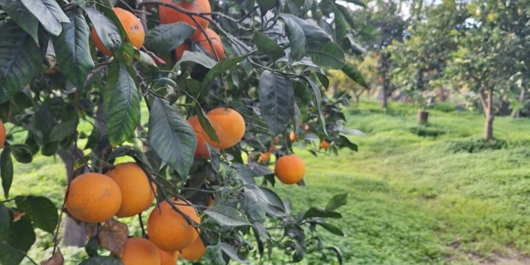 20251127181542-1004217-1