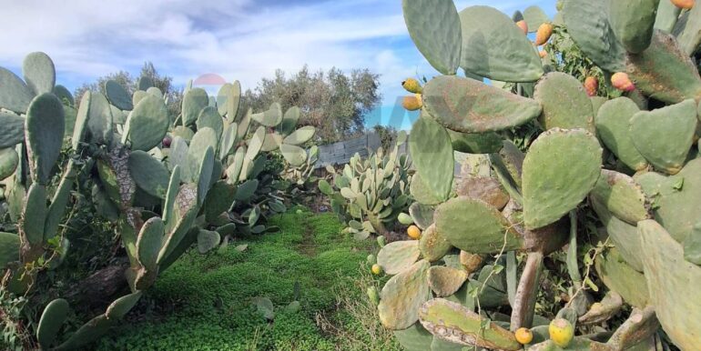 20251127181607-1004217-7