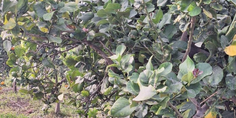 20251127181630-1004217-13