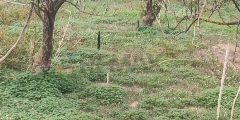 2025123175232-1013177-4