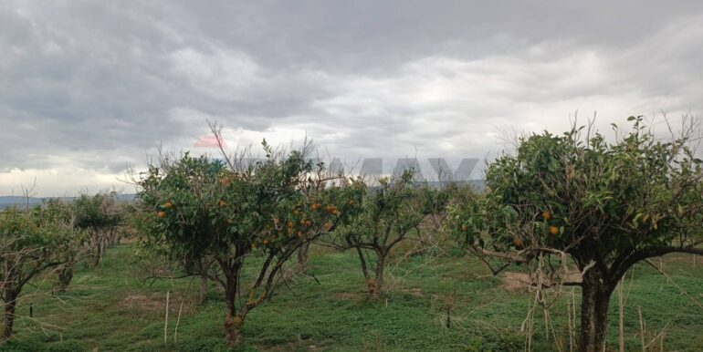 2025123175235-1013177-5