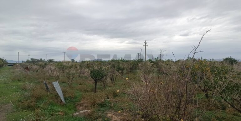 2025123175238-1013177-6