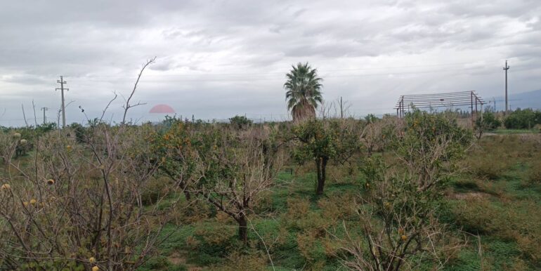 2025123175241-1013177-7