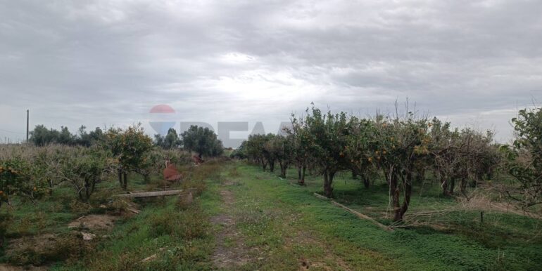 2025123175247-1013177-9