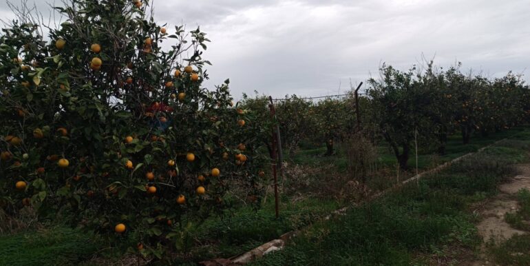 2025123175300-1013177-13