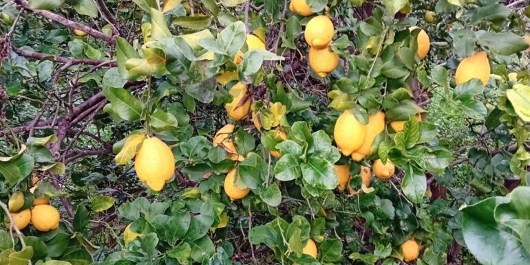 20260102124036-1013234-4