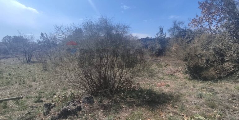 2026010282217-1013211-15