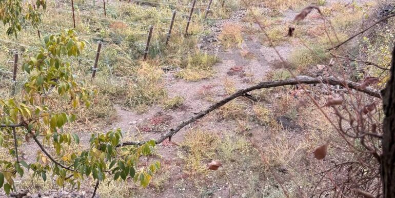 20260115155527-1017739-1