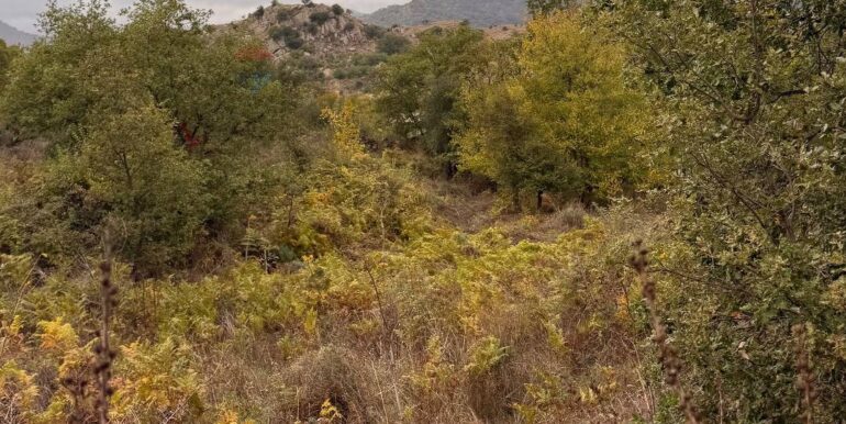 20260115155527-1017739-2