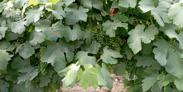 20260120202403-1018819-6