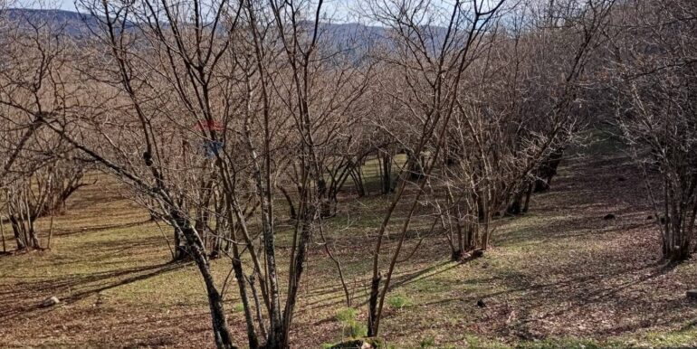 20250401121010-940110-10