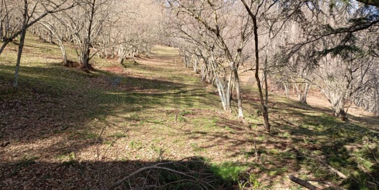 20250401121039-940110-19