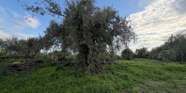 20260130215840-1020967-1