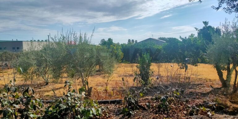 20260131160403-1019579-5