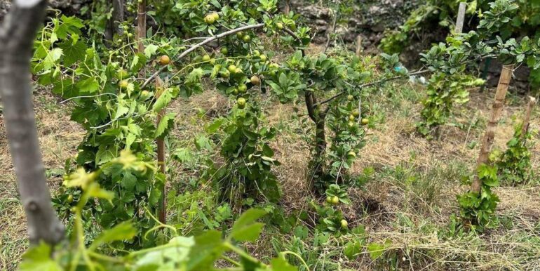 20260203105710-1021635-2