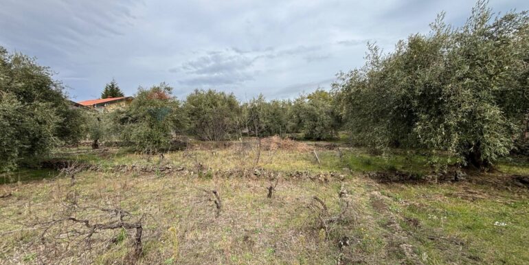 2026020394006-1021610-19